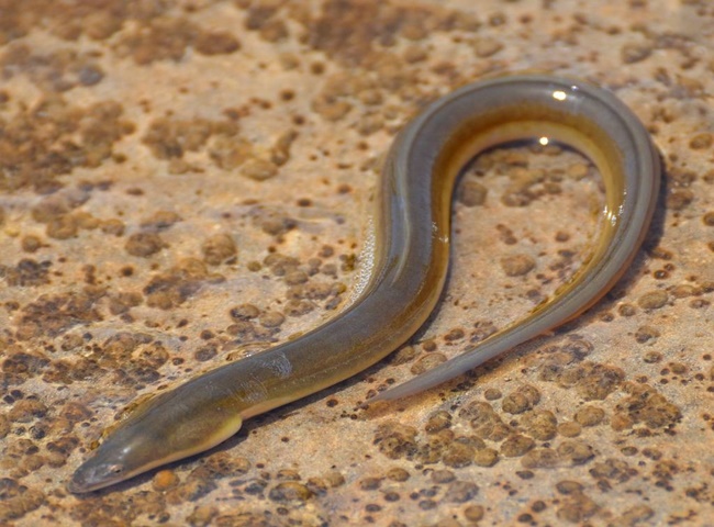 Lươn giúp thông đường ống trong bồn cầu